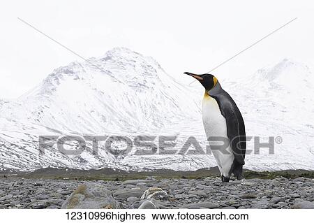 Stock Photograph - Lone King penguins (Aptenodytes patagonicus) on a beach; South Georgia, South Georgia, South Georgia and the South Sandwich Islands, United Kingdom. Fotosearch