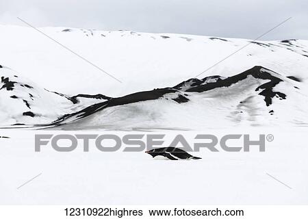 Lone penguin on Deception Island; Deception Island, South Shetlands, Antarctica View Large Photo Image Stock Photograph - Lone penguin on Deception Island; Deception Island, South Shetlands, Antarctica. Fotosearch