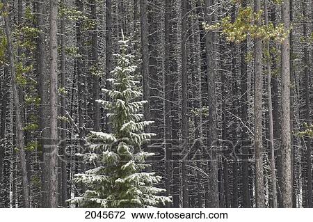 Stock Image - Lone Spruce Tree Against Backdrop Of Lodgepole Pine Trunks, Maligne River Valley, Jasper National Park, Alberta Canada.. Fotosearch