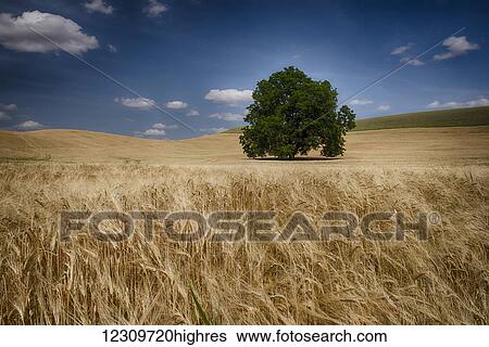 Stock Photograph - Lone tree in a wheat field; Palouse, Washington, United States of America. Fotosearch