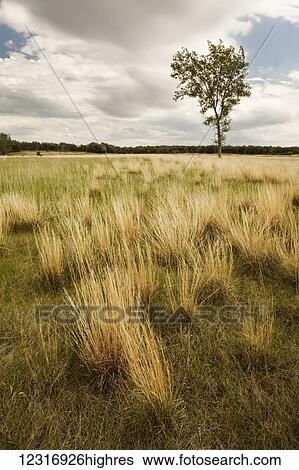 Stock Photograph - Lone tree in grassy field; Winnipeg, Manitoba, Canada. Fotosearch