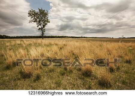 Stock Photograph - Lone tree in grassy field; Winnipeg, Manitoba, Canada. Fotosearch
