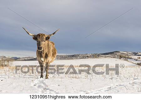 Stock Photograph - Longhorn cow stands on a snow covered field; Chain Lakes, Alberta, Canada. Fotosearch