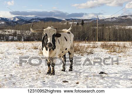 Longhorn cow stands on a snow covered field; Chain Lakes, Alberta, Canada View Large Photo Image Stock Photograph - Longhorn cow stands on a snow covered field; Chain Lakes, Alberta, Canada. Fotosearch