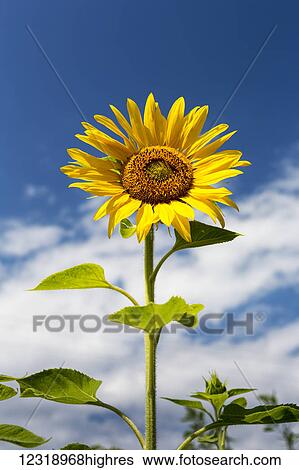 Stock Photograph - Low angle close up of a sunflower with blue sky and clouds; Alberta, Canada. Fotosearch