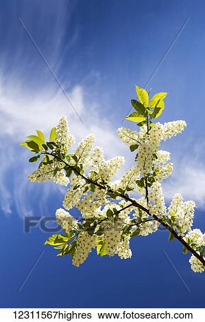 Stock Photograph - Low angle looking up at a flowering Mayday tree with blue sky and clouds; Calgary, Alberta, Canada. Fotosearch