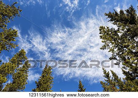Stock Photograph - Low angle view looking up at evergreen tree tops with clouds and blue sky, Kananaskis Country; Alberta, Canada. Fotosearch