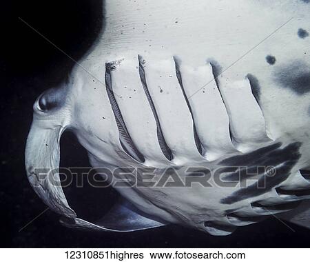 Lower side of a Coastal Manta Ray (Manta alfredi) that was photographed while scuba diving the Kona coast at night; Kona, Island of Hawaii, Hawaii, United States of America View Large Photo Image Stock Photograph - Lower side of a Coastal Manta Ray (Manta alfredi) that was photographed while scuba diving the Kona coast at night; Kona, Island of Hawaii, Hawaii, United States of America. Fotosearch