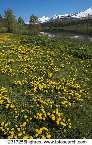 Stock Photograph - Lower Summit Lake and dandelions on the shore, mile 47 Seward Highway, South-central Alaska; Alaska, United States of America. Fotosearch
