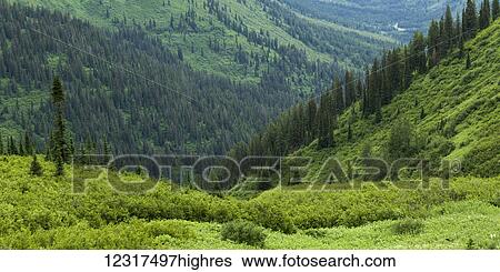 Stock Photograph - Lush green foliage in the valleys, Glacier National Park; Montana, United States of America. Fotosearch