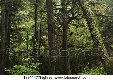 Stock Photograph - Lush rainforest; Haida Gwaii, British Columbia, Canada. Fotosearch
