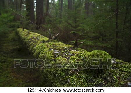 Lush rainforest; Haida Gwaii, British Columbia, Canada View Large Photo Image Stock Photograph - Lush rainforest; Haida Gwaii, British Columbia, Canada. Fotosearch