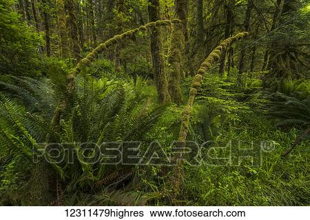 Stock Photograph - Lush rainforest; Haida Gwaii, British Columbia, Canada. Fotosearch