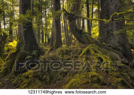 Lush rainforest; Haida Gwaii, British Columbia, Canada View Large Photo Image Stock Photograph - Lush rainforest; Haida Gwaii, British Columbia, Canada. Fotosearch
