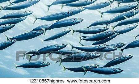 Stock Photograph - Mackerel Scad (Decapterus macarellus) schooled off the Kona coast; Kona, Island of Hawaii, Hawaii, United States of America. Fotosearch