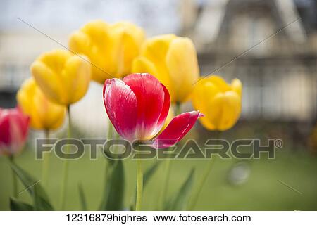 Macro image of tulips; Edinburgh, Scotland View Large Photo Image Stock Photograph - Macro image of tulips; Edinburgh, Scotland. Fotosearch
