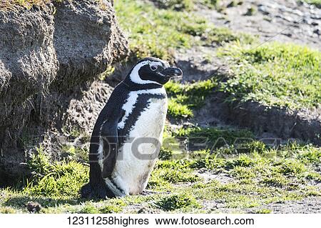 Stock Photograph - Magellanic penguin (Spheniscus magellanicus). Fotosearch