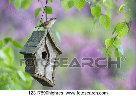 Stock Photograph - Male house wren (Troglodytes aedon) calls from a bird house, Hubbard County; Minnesota, United States of America. Fotosearch