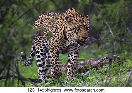 Stock Photograph - Male Leopard (panthera pardus) walking through the trees, Sabi Sand Game Reserve; South Africa. Fotosearch