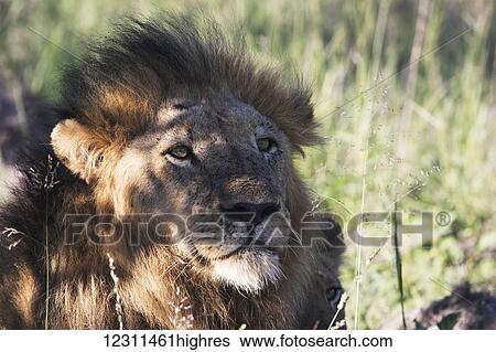 Stock Photograph - Male lion (panthero leo) relaxing in the grass, Sabi Sands Game Reserve; South Africa. Fotosearch