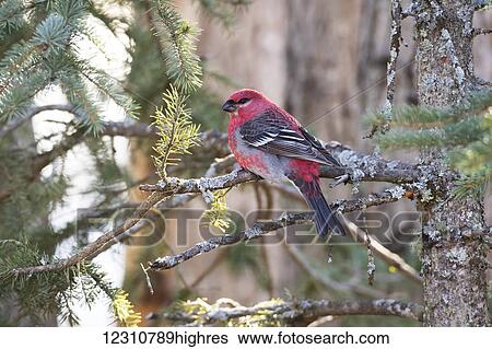 Male Pine Grosbeak (Pinicola enucleator), Eagle River Valley in winter, South-central Alaska; Alaska, United States of America View Large Photo Image Stock Photograph - Male Pine Grosbeak (Pinicola enucleator), Eagle River Valley in winter, South-central Alaska; Alaska, United States of America. Fotosearch