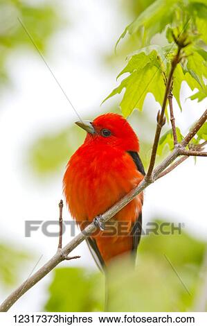 Stock Photograph - Male scarlet tanager (Piranga olivacea) in a maple tree in late May, Hubbard County; Minnesota, United States of America. Fotosearch