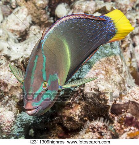 Stock Photograph - Male Yellowtail Coris (Coris gaimard) photographed while scuba diving the Kona coast; Kona, Island of Hawaii, Hawaii, United States of America. Fotosearch