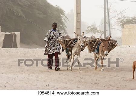Man and donkeys, Timbuktu, Mali View Large Photo Image Picture - Man and donkeys, Timbuktu, Mali. Fotosearch