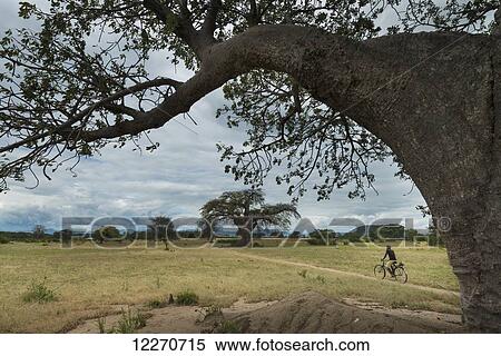 Stock Photography - Man cycling past baobab trees in countryside near Mangochi; Malawi. Fotosearch