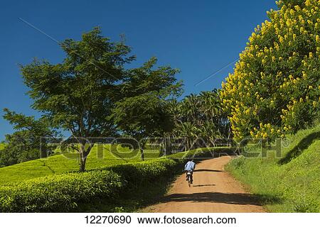 Stock Image - Man cycling up road past fields of tea bushes and a Winter Cassia (yellow flowering tree), Satemwa Tea Estate; Thyolo, Malawi. Fotosearch