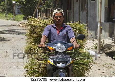 Stock Photography - Man on a motorcycle carrying grass, Semparu, Lombok, West Nusa Tenggara, Indonesia. Fotosearch