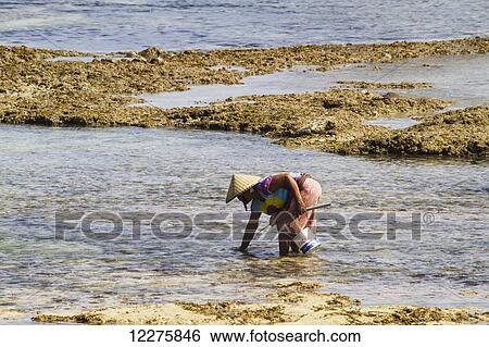 Man picking molluscs on Kuta Beach, Lombok, West Nusa Tenggara, Indonesia View Large Photo Image Stock Photograph - Man picking molluscs on Kuta Beach, Lombok, West Nusa Tenggara, Indonesia. Fotosearch