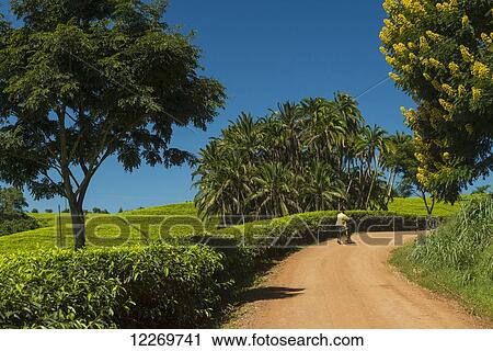 Man pushing bicycle up track past fields of tea bushes and a Winter Cassia (yellow flowering tree), Satemwa Tea Estate; Thyolo, Malawi View Large Photo Image Stock Image - Man pushing bicycle up track past fields of tea bushes and a Winter Cassia (yellow flowering tree), Satemwa Tea Estate; Thyolo, Malawi. Fotosearch