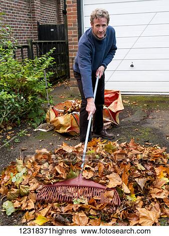 Man rakes autumn leaves in to a pile on his driveway; Exeter, England View Large Photo Image Stock Photograph - Man rakes autumn leaves in to a pile on his driveway; Exeter, England. Fotosearch