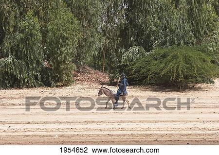 Stock Image - Man riding a donkey along the shores of the Niger River between Niafunke and Kabara, Mali. Fotosearch