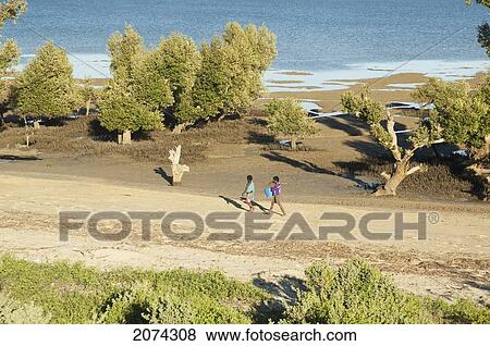 Stock Photo - Mangroves Along The Mozambique Channel, Mangily, Toliara Province, Madagascar. Fotosearch