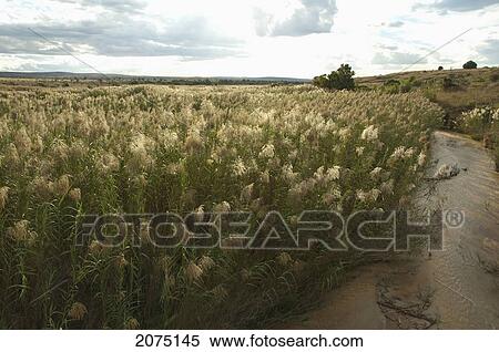 Maninday River, Toliara Province, Madagascar View Large Photo Image Stock Photography - Maninday River, Toliara Province, Madagascar. Fotosearch
