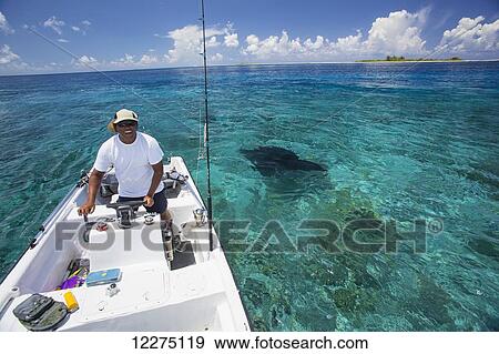 Manta ray swimming near boat; Tahiti View Large Photo Image Stock Photo - Manta ray swimming near boat; Tahiti. Fotosearch