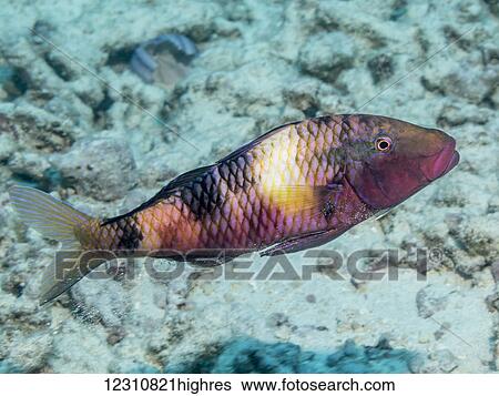 Manybar Goatfish (Parupeneus multifasciatus) releasing sand through its gill slits after feeding off the Kona coast; Kona, Island of Hawaii, Hawaii, United states of America View Large Photo Image Stock Photograph - Manybar Goatfish (Parupeneus multifasciatus) releasing sand through its gill slits after feeding off the Kona coast; Kona, Island of Hawaii, Hawaii, United states of America. Fotosearch