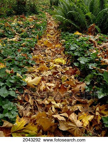 Stock Image - Maple Leaves On Trail, Sandy, Oregon. Fotosearch