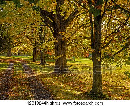 Maple trees line a driveway in autumn; Fulford, Quebec, Canada View Large Photo Image Stock Photograph - Maple trees line a driveway in autumn; Fulford, Quebec, Canada. Fotosearch