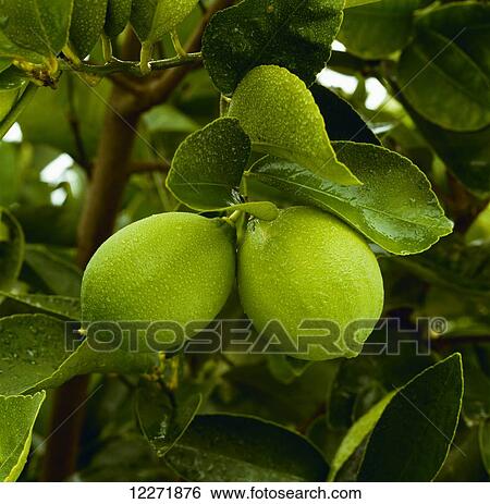 Mature Bearss limes on tree with mist; Exeter, San Joaquin Valley, California, United States of America View Large Photo Image Stock Photograph - Mature Bearss limes on tree with mist; Exeter, San Joaquin Valley, California, United States of America. Fotosearch