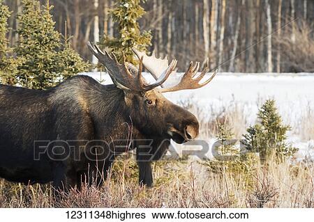 Mature bull moose (alces alces) with antlers in winter near Earthquake Park; Anchorage, Alaska, United States of America View Large Photo Image Stock Photograph - Mature bull moose (alces alces) with antlers in winter near Earthquake Park; Anchorage, Alaska, United States of America. Fotosearch