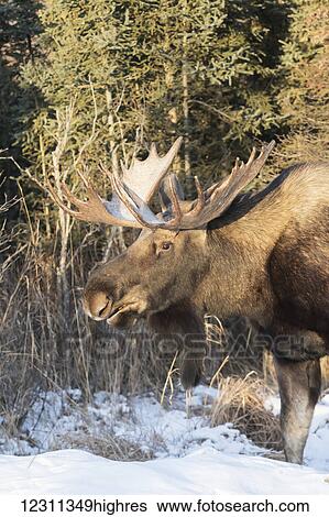 Stock Photograph - Mature bull moose (alces alces) with antlers in winter near Earthquake Park; Anchorage, Alaska, United States of America. Fotosearch