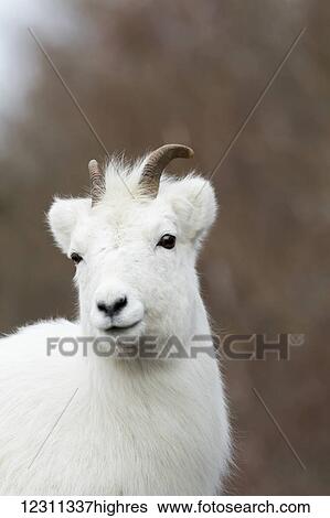 Mature Dall ewe (ovis dalli), Chugach Mountains south of Anchorage, South-central Alaska; Alaska, United States of America View Large Photo Image Stock Photograph - Mature Dall ewe (ovis dalli), Chugach Mountains south of Anchorage, South-central Alaska; Alaska, United States of America. Fotosearch