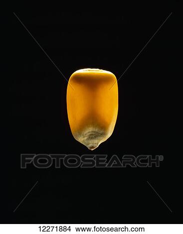 Picture - Mature grain corn kernel on black background. Fotosearch