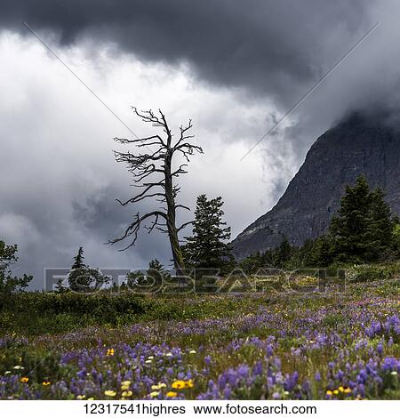 Stock Photograph - Meadow of colourful wildflowers and a dead tree under a dramatic cloudy sky, Glacier National park; Browning, Montana, United States of America. Fotosearch