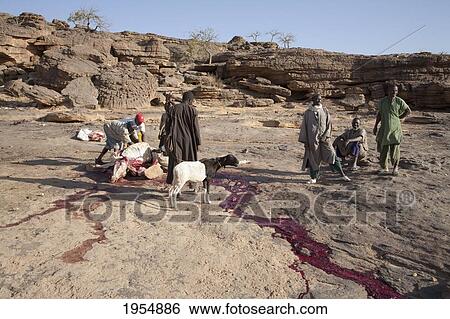 Stock Photograph - Men slaughtering a goat in Sangha, Mali. Fotosearch