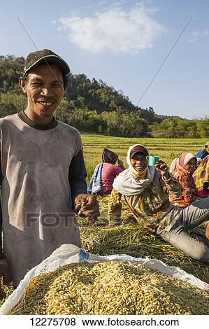Men taking a break during a rice harvest, Flores Island, East Nusa Tenggara, Indonesia View Large Photo Image Stock Photo - Men taking a break during a rice harvest, Flores Island, East Nusa Tenggara, Indonesia. Fotosearch