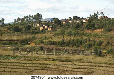 Merina Village And Rice Fields Along The Road Between Ambositra & Ambavalao, Fianarantsoa Province, Madagascar View Large Photo Image Picture - Merina Village And Rice Fields Along The Road Between Ambositra & Ambavalao, Fianarantsoa Province, Madagascar. Fotosearch